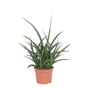 Sansevieria Fernwood - P 12 cm