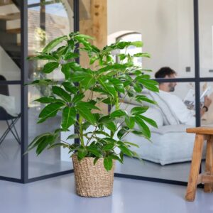 Schefflera Amate - Vingerboom - P24