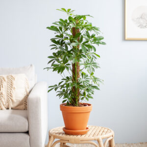 Schefflera Arboricola Nora (met mosstok) - p17