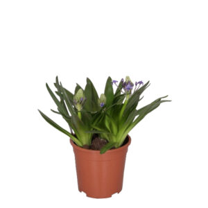 Scilla caribbean jewel P 17 cm