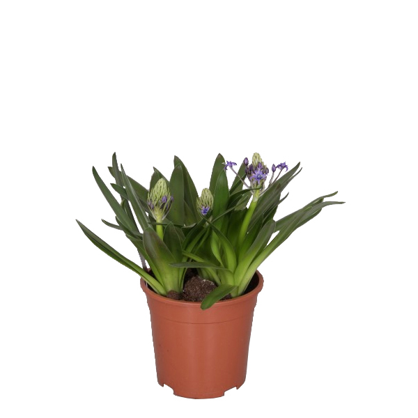 Scilla caribbean jewel P 17 cm 1 Scilla caribbean jewel P 17 cm