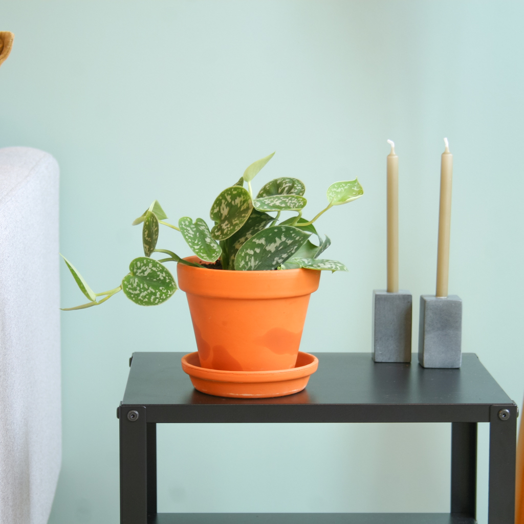 Scindapsus Pictus - Zilverrank - P12 1 Scindapsus Pictus - Zilverrank - P12