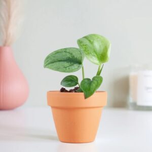 Scindapsus Silver Hero - P6