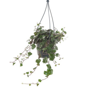 Senecio Mikanioides - P 15 cm