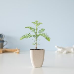 plantje.nl Kustmammoetboom, Sequoia Sempervirens, Brievenbusboompje, Kleine planten, Plant cadeau, Tuinplanten, Groen, Groene naalden, Kan 2000 jaar