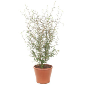 Sophora Prostrata 'Little Baby' - P 19 cm