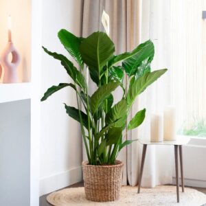 Spathiphyllum Sweet Sebastiano - Lepelplant - P24