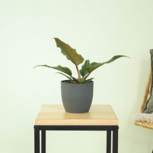 Philodendron Caramel Pluto - P12