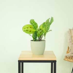 Maranta Light Veins - P12