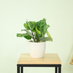 Maranta Kerchoveana Variegata