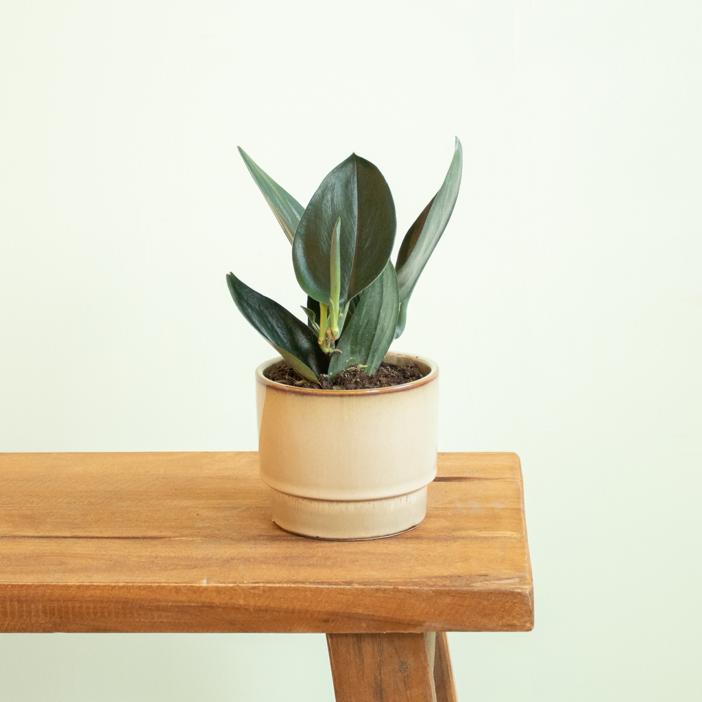 Scindapsus Treubii Dark - P11 1 Scindapsus Treubii Dark - P11