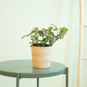 Syngonium Podophyllum Red Spot - P12