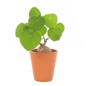 Stephania Cepharantha Erecta (Succulent) - P 14