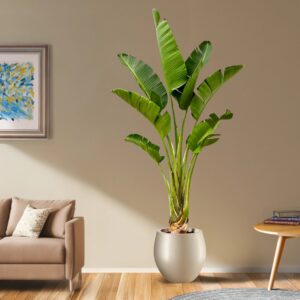 Strelitzia Augusta - Paradijsvogelplant - P45