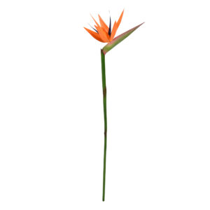 Strelitzia tak Deluxe 90cm Oranje
