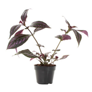 Strobilanthes Dyeriana (Perzisch schild) - P 15 cm