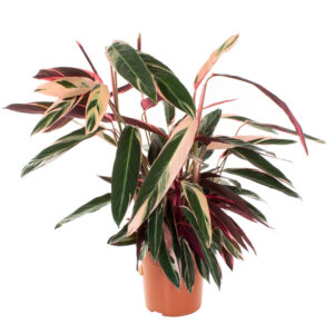 Stromanthe Sanguinea Triostar (Calathea) - P 27 cm