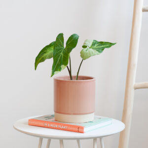 Syngonium Three Kings - P12