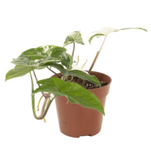 Syngonium (Albo) Variegated - P12