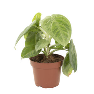 Syngonium Macrophyllum Frosted Heart