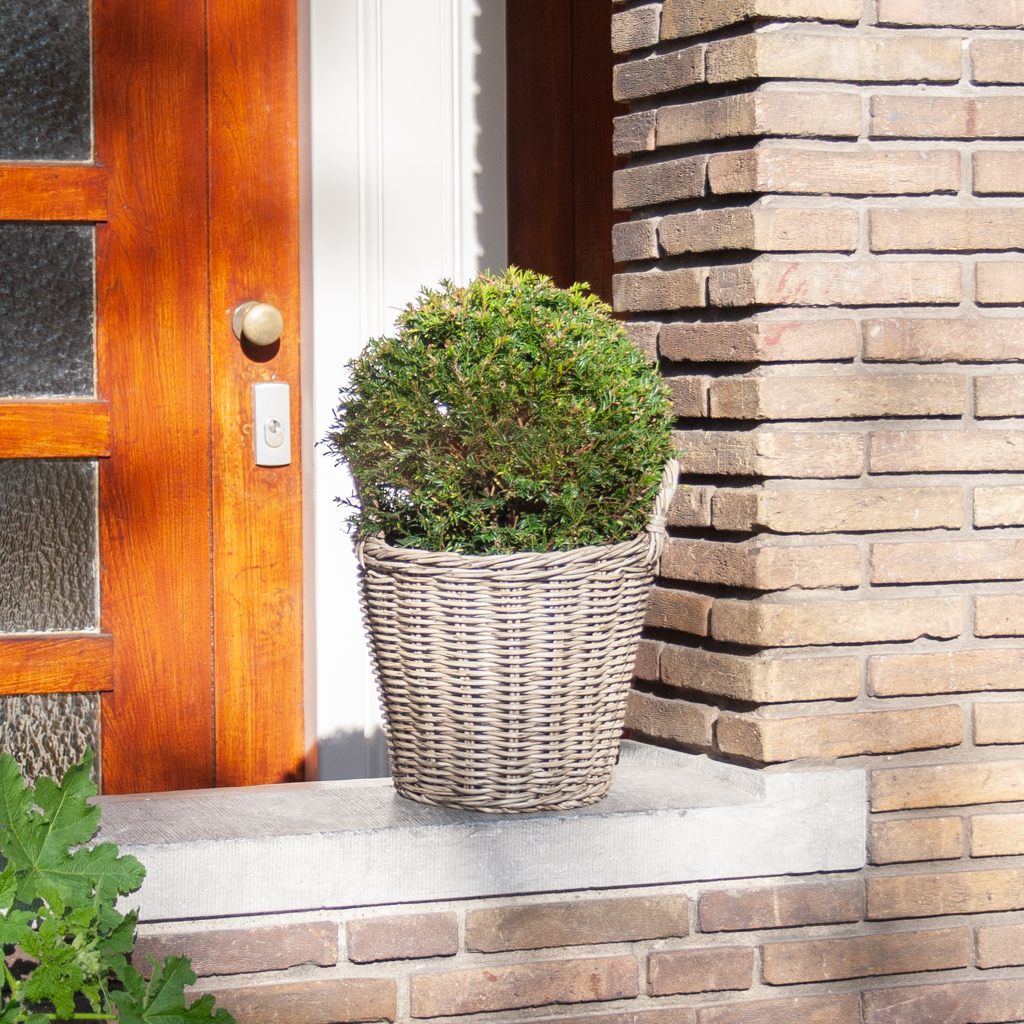 Taxus Baccata - P26 1 Taxus Baccata - P26