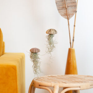 Tillandsia Medusa - Jellyfish Plant (2 stuks) - P9