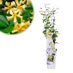 Trachelospermum Star of Toscana - Toscaanse Jasmijn - P14