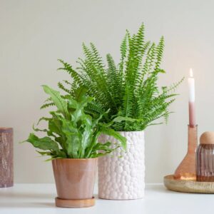 plantje.nl Kind en huisdiervriendelijke planten,Kleine planten,Badkamer plant,Slaapkamer planten,Groene Kamerplanten,Voordeelduos,Luchtzuiverende