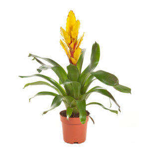 Fakkelbromelia (Vriesea Intenso Geel) P 12 cm
