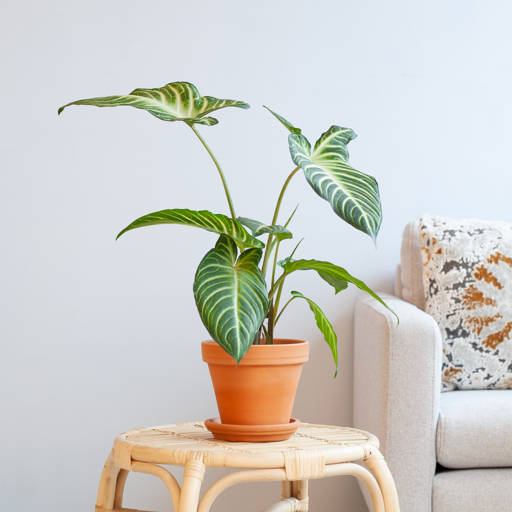 Xanthosoma Lindenii - P14 1 Xanthosoma Lindenii - P14