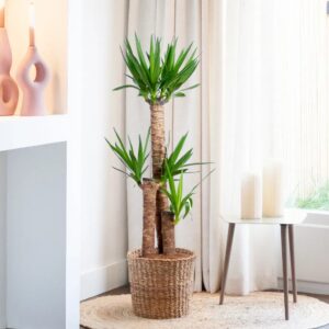 Palmlelie - Grote Yucca - P24