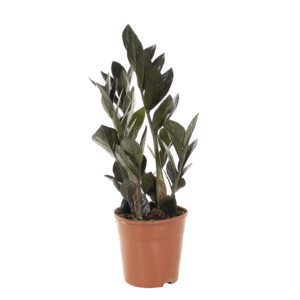 Zamioculcas Raven (Zamiifolia) - P 14 cm