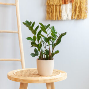 plantje.nl Zamioculcas zamiifolia, Groen
