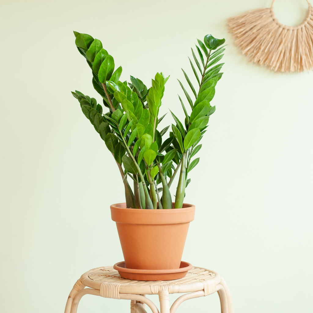 plantje.nl Zamioculcas Zamiifolia, Groen 1 plantje.nl Zamioculcas Zamiifolia, Groen