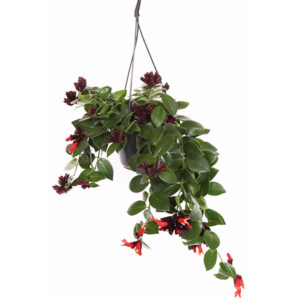 Lipstick plant - Aeschynanthus Mona Lisa - P17