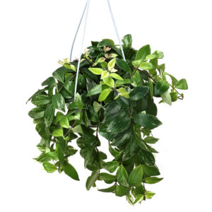 Aeschynanthus Variegata (Lipstick plant) - P 18 cm