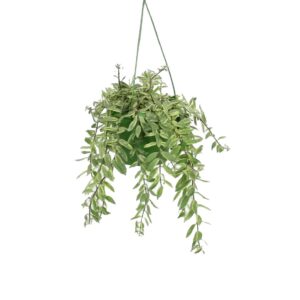 Aeschynanthus Bolero Bicolore P 18 cm