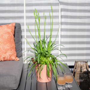 Agapanthus Amourette Superb - Afrikaanse Lelie - P17