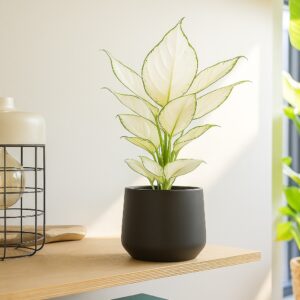 Aglaonema hybride white - P 12 cm