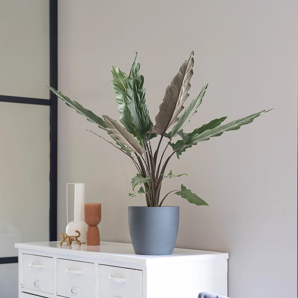 Alocasia Lauterbachiana - P19 1 Alocasia Lauterbachiana - P19