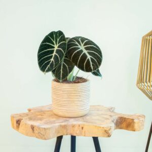 Alocasia Ninja - P11