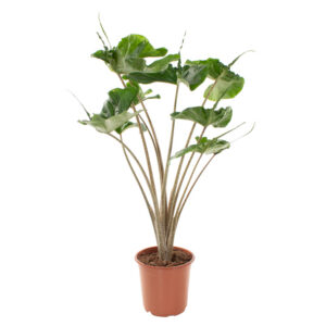Alocasia Stingray (pijlstaartplant) - P 21 cm