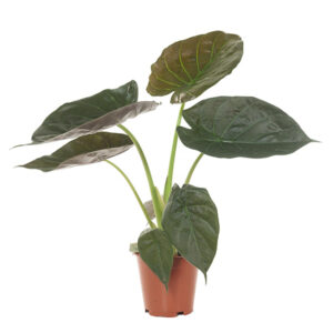 Alocasia Wentii - P 19 cm