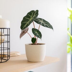 Alocasia Pink Dragon - P13