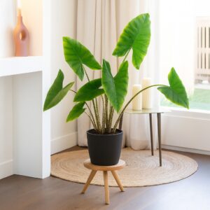 Alocasia Zebrina - P 24 cm