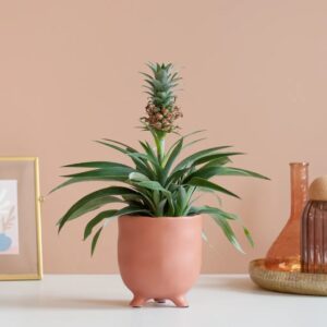 plantje.nl Ananasplant, Ananas Comosus, Groen, Groene bladeren, Kleine ananasvrucht, Anti-snurkplant, Zuurstof afgeeft, Verminderen ontstekingen