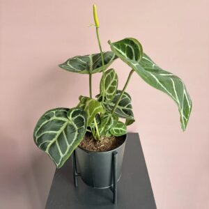 Anthurium Magnificum x Crystallinum - P12