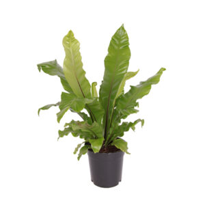 Asplenium Nidus P 17 cm