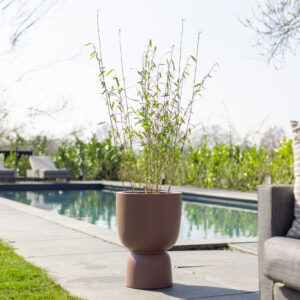Bamboe Fargesia - P22