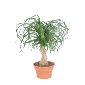 Beaucarnea recurvata - P 19 cm